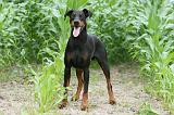 DOBERMANN 258